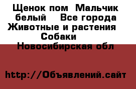 Щенок пом. Мальчик белый  - Все города Животные и растения » Собаки   . Новосибирская обл.